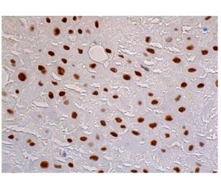 c Fos Antibody E 8 SCBT Santa Cruz Biotechnology