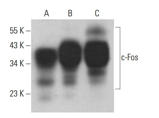 c Fos Antibody E 8 SCBT Santa Cruz Biotechnology