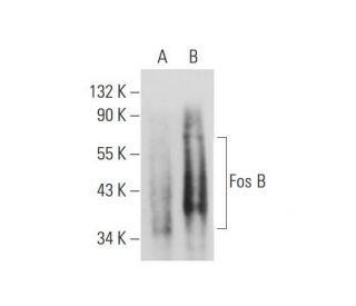 c Fos Antibody E 8 SCBT Santa Cruz Biotechnology