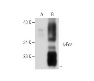 c Fos Antibody E 8 SCBT Santa Cruz Biotechnology