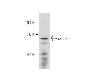 c Fos Antibody E 8 SCBT Santa Cruz Biotechnology