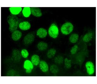 c Fos Antibody E 8 SCBT Santa Cruz Biotechnology