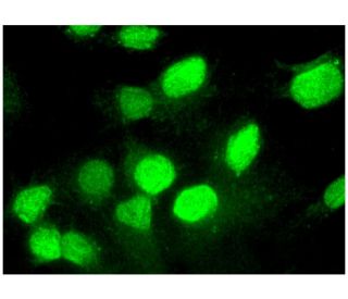 c Fos Antibody E 8 SCBT Santa Cruz Biotechnology