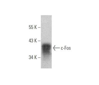 c Fos Antibody E 8 SCBT Santa Cruz Biotechnology