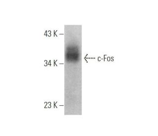 c Fos Antibody E 8 SCBT Santa Cruz Biotechnology