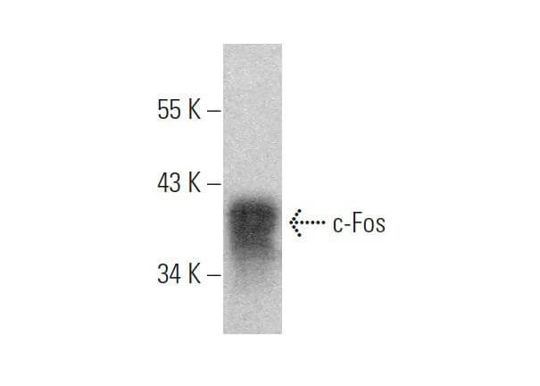 c Fos Antibody E 8 SCBT Santa Cruz Biotechnology