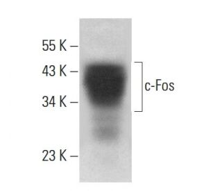 テック症 c-Fos抗体(E-8) | SCBT - Santa Cruz Biotechnology