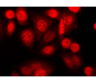 c Fos Antibody E 8 SCBT Santa Cruz Biotechnology