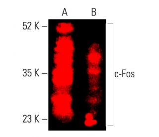 c-fos-antibody-e-8-western-