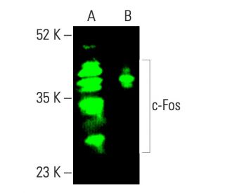 c-fos-antibody-e-8-western-