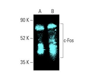 c Fos Antibody E 8 SCBT Santa Cruz Biotechnology