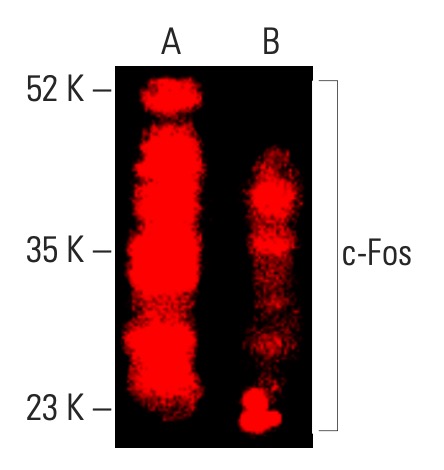 c Fos Antibody E 8 SCBT Santa Cruz Biotechnology