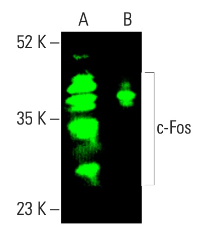 c Fos Antibody E 8 SCBT Santa Cruz Biotechnology