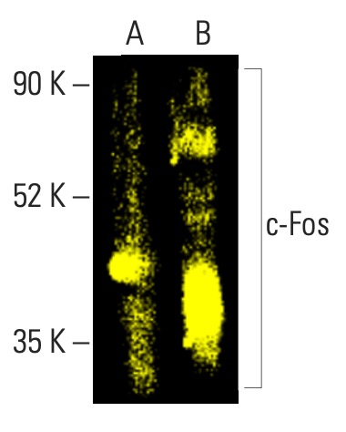 c Fos Antibody E 8 SCBT Santa Cruz Biotechnology