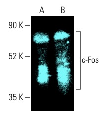 c-fos-antibody-e-8-western-