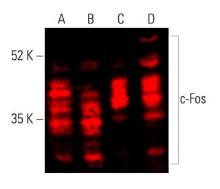 m1111ta★必ず専用ページ c-fos-antibody-e-8-western-