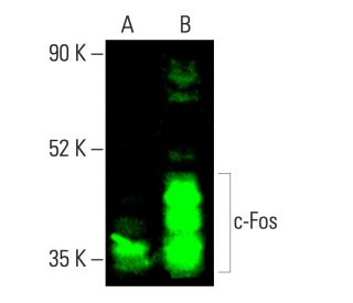 の♡ c-Fos抗体(E-8) | SCBT - Santa Cruz Biotechnology
