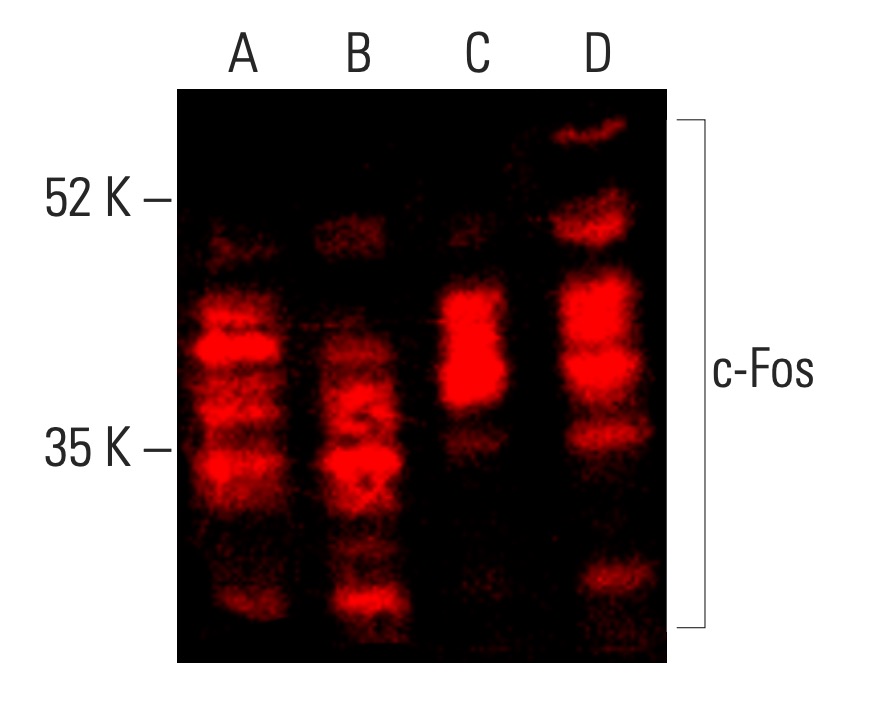 c Fos Antibody E 8 SCBT Santa Cruz Biotechnology