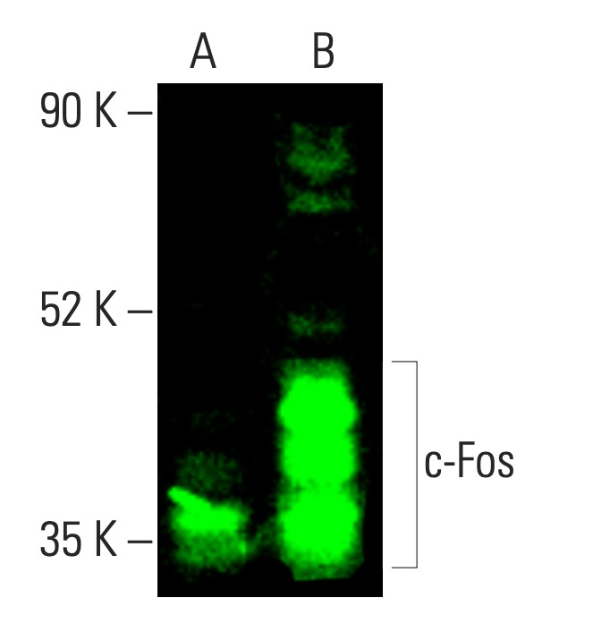 がお。 c-fos-antibody-e-8-western-