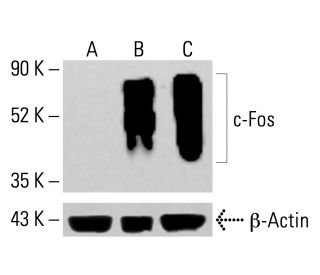 c-Fos抗体(E-8) | SCBT - Santa Cruz Biotechnology