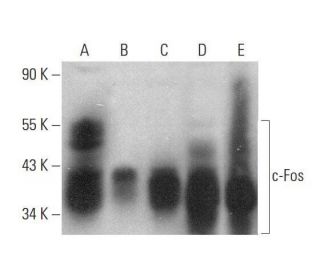 western blotting image from recommended c-Fos (E-8) monoclonal antibody replacement. Image 350697