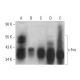 Este anticuerpo policlonal ha dejado de fabricarse. Consulta nuestro anticuerpo monoclonal recomendado <a href="c-fos-antibody-e-8">c-Fos (E-8)</a> (se muestran datos de muestra). western blotting image from recommended c-Fos (E-8) monoclonal antibody replacement. Image 350697