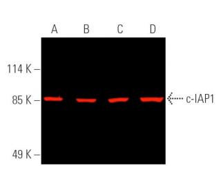 c-IAP1 Antibody (F-4) - Western Blotting - Image 389732 