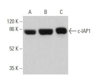 western blotting image from recommended c-IAP1 (F-4) monoclonal antibody replacement. Image 359654