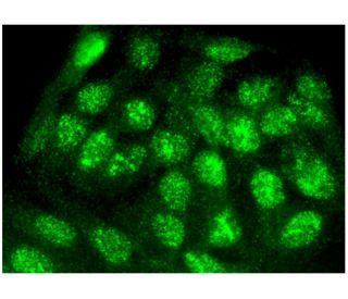 c-Jun Antibody (B-1) - Immunofluorescence - Image 296825 