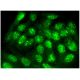 c-Jun Antibody (B-1) - Immunofluorescence - Image 296825 