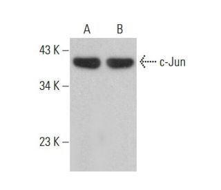 c-Jun Antibody (B-2) - Western Blotting - Image 379024 