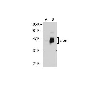 じゅんじゅん　　U25625M 80nx, Sy65, Zx70 4jg1 Piston 8-97220605-0 Std Engine Parts