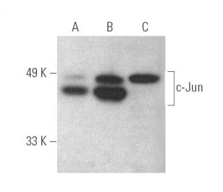 western blotting image from recommended c-Jun (G-4) monoclonal antibody replacement. Image 389392