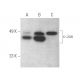 western blotting image from recommended c-Jun (G-4) monoclonal antibody replacement. Image 389392