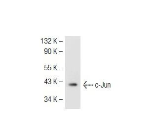 c-Jun Antibody (G-4) - Western Blotting - Image 40907