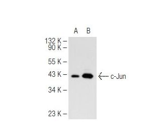 c-Jun Antibody (G-4) - Western Blotting - Image 82355