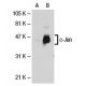 c-Jun (G-4): sc-74543. Western blot analysis of c-Jun expression in non-transfected: sc-110760 (A) and human c-Jun transfe 