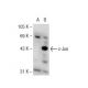 c-Jun (B-1): sc-166540. Western blot analysis of c-Jun expression in non-transfected: sc-110760 (A) and human c-Jun transf