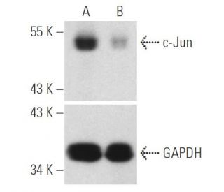 c-Jun siRNA (m): sc-29224. Western blot analysis of c-Jun expression in non-transfected control (A) and c-Jun siRNA transf 