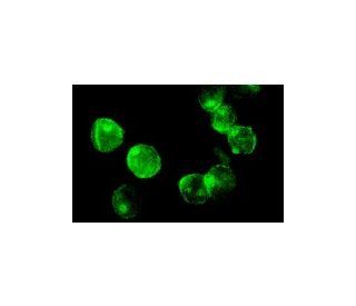 c-Kit Antibody (Ab 81) - Immunofluorescence - Image 2982 