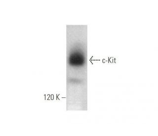 western blotting image from recommended c-Kit (E-3) monoclonal antibody replacement. Image 349933
