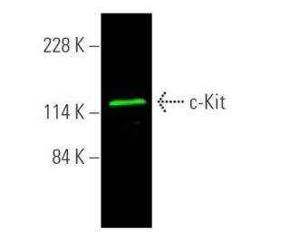 c-Kit Antibody (E-3) - Western Blotting - Image 371802