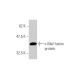 c-Maf Antibody (6B8) - Western Blotting - Image 348539 