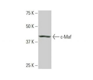 c-Maf Antibody (6B8) - Western Blotting - Image 352123 