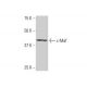c-Maf Antibody (6B8) - Western Blotting - Image 352123 