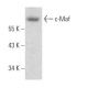 c-Maf Antibody (6B8) - Western Blotting - Image 368035