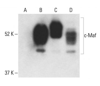 western blotting image from recommended c-Maf (E-7) monoclonal antibody replacement. Image 401898