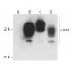 western blotting image from recommended c-Maf (E-7) monoclonal antibody replacement. Image 401898