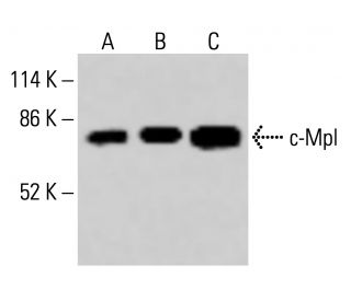 c-Mpl Antibody (E-7) - Western Blotting - Image 414966 