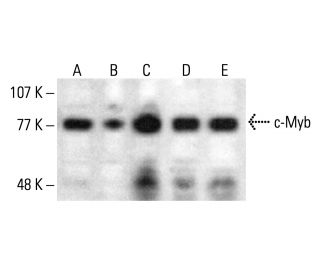 western blotting image from recommended c-Myb (D-7) monoclonal antibody replacement. Image 384071